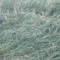 طارم هاشمی فروشی بسیار با کیفیت ننگ دار