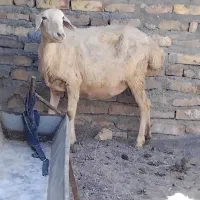 میش چینی جوان هیکل