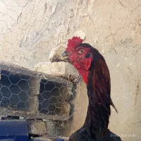 خروس لاری اوشامو