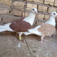 دوکت پلاکی مهر