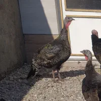 بوقلمون ماده برنزی