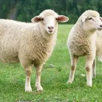 گوسفند و قصاب در محل