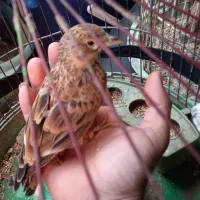 سهره خاکی بخون