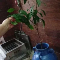 درخت کامکوات هم گلدون خونگی هم داخل باغچه