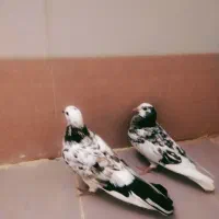 سرور|پرنده|قم, دروازه چوبی|دیوار