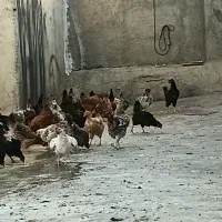 مرغ فروشی