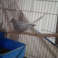 پرنده زینتی نر