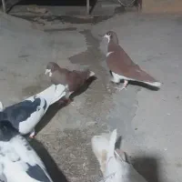 کبوتر