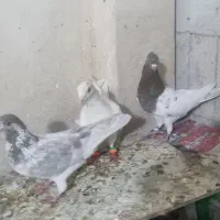 چپ کلاغ دم سینه طوقی کله