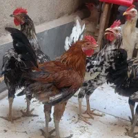 مر غ و خروس