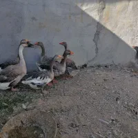 غاز و قوغاز و مرغ شاخدار