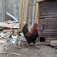 یک عدد عدد خروس جوان زیبا