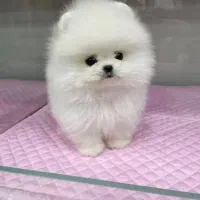 فروش توله پامر ژورنالی خرسی سایز ریز