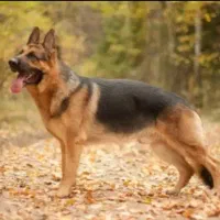 قبول واگذاری سگ ژرمن شپرد