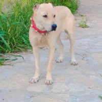 سگ ماده