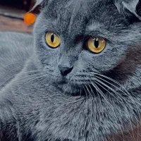 گربه اسکاتیش ماده