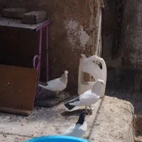 جفت دم دار