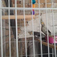 یک جفت عروس هلندی