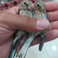 جوجه سهره نر نشون دار