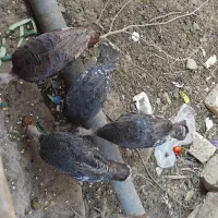 جوجه بوقلمون برنز