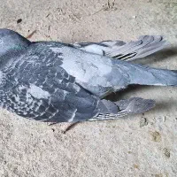 کبوتر مگس و چایی گمشده
