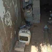 کبوتر پلاکی