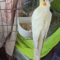 عروس هلندی ماده