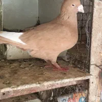 پرنده