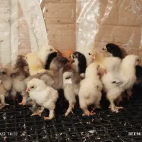 تخم و جوجه و مرغ برهما اصیل+ جوجه قوغاز