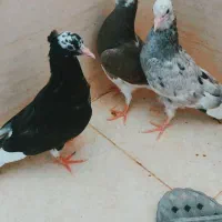 کبوتر شازده پرشی و دمگیر خرقه