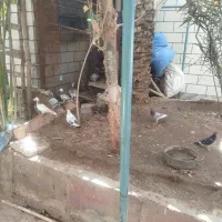 چند نوع کبوتر