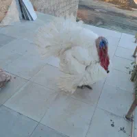 بوقلمون محلی
