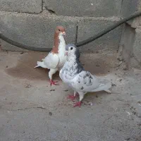انواع کفتر قلاق کاکل بدرنگ طوقی سدی سرخ اراکی