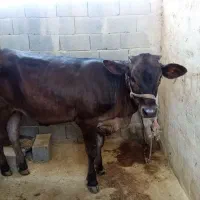 فروش گوساله نژاد براون سوئیس