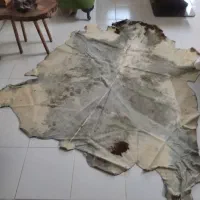 پوست گوساله