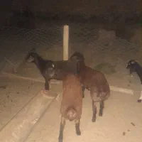 بره نر فروشی وزن حدودا هر کدام ۴۵ تا ۵۰ کیلو