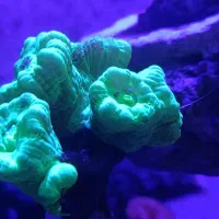 مرجان آب شور ،پلیپ ،همر، سنگ شقایق