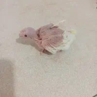 جوجه کوتوله وجوجه عروس هلندی چشم شرابی