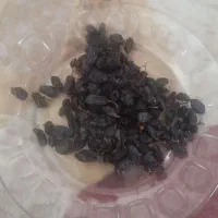 ۵۰کیلو کشمش مویز درجه یک معاوضه با برنج