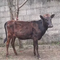 لیشه دورگ گوساله ماده گاو