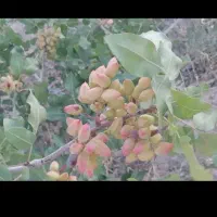 خرید پسته