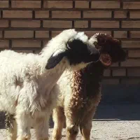 بره|حیوانات مزرعه|اهواز, امانیه|دیوار