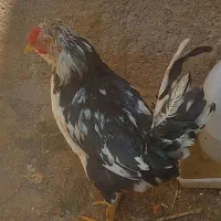 معاوضه خروس گلین با مرغ گلین