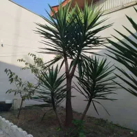 فروش درختچه یوکا ۲متری