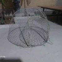 گرگور متوسط