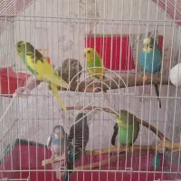 جفت مولد مرغ عشق همراه با جوجه ها