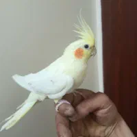 چهارتا عروس هلندی با قفس بزرگ