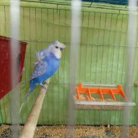 جفت مرغ عشق پروانه‌ایی فول