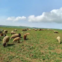 فروش گوسفند و بره