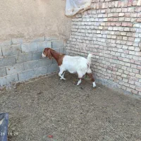 بزپاکستانی آبستن سنگین